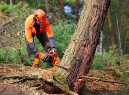 How Our Tree Care Process Works  in  Beaver Falls, PA