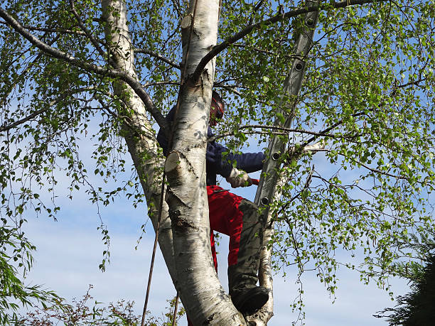 Professional Tree Removal Services in Beaver Falls, PA